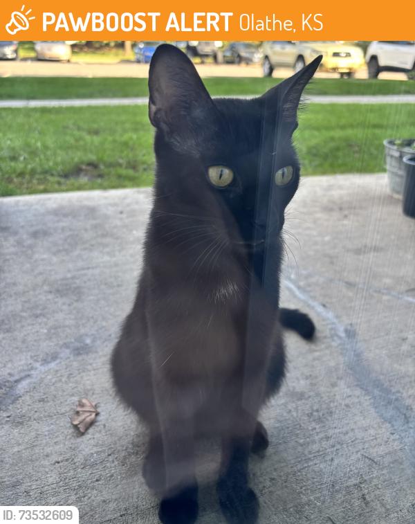 Found/Stray Male Cat last seen Arlo at Olathe apmts, Olathe, KS 66061