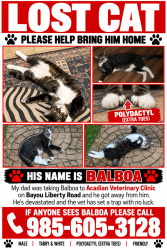 Lost Male Cat last seen Acadian Veterinary Clinic, Slidell, LA 70460