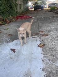 Found/Stray Male Cat last seen Prospect and Marshall, Eagleville, PA 19403