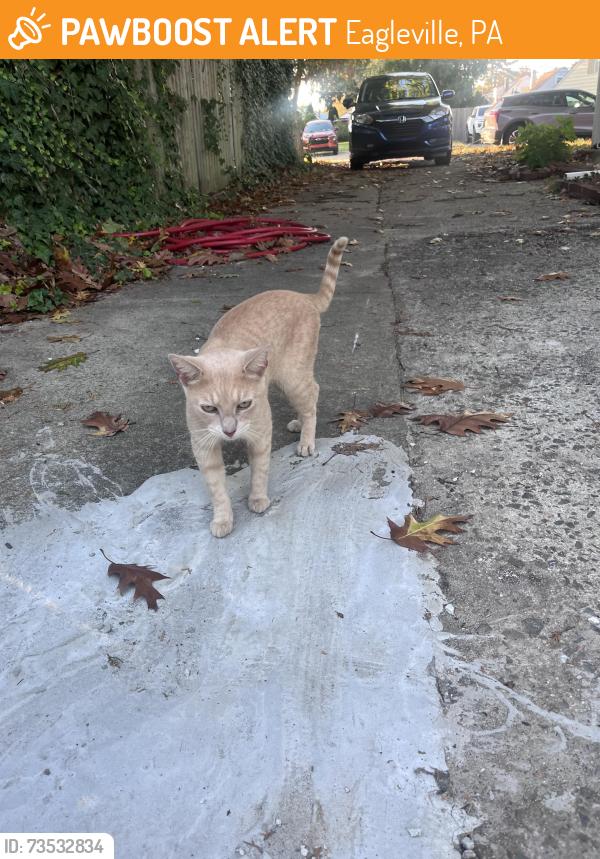 Found/Stray Male Cat last seen Prospect and Marshall, Eagleville, PA 19403