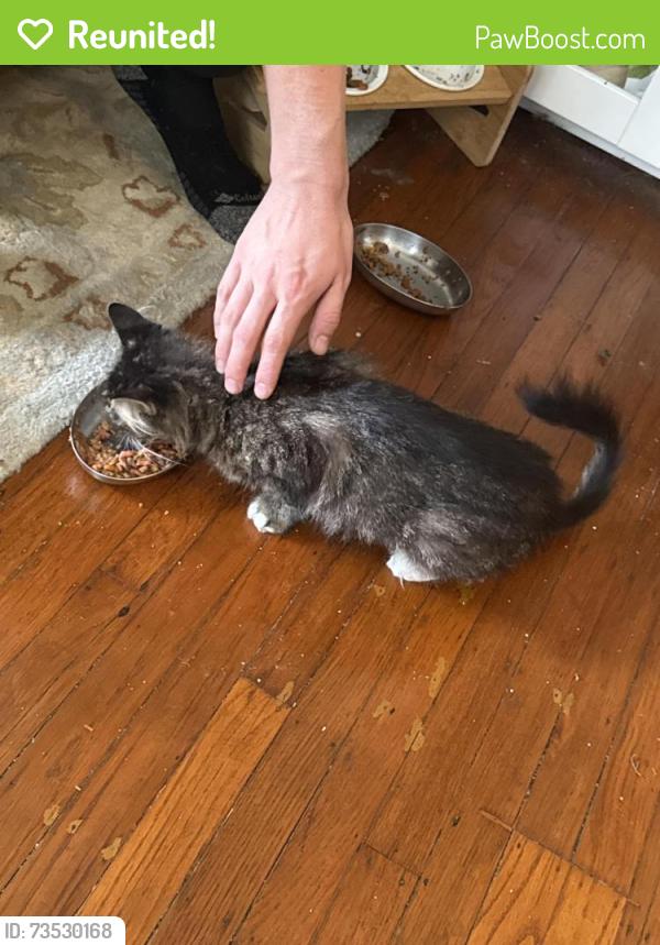 Reunited Female Cat last seen Grand Ave & Ellita Ave, Oakland, CA 94610