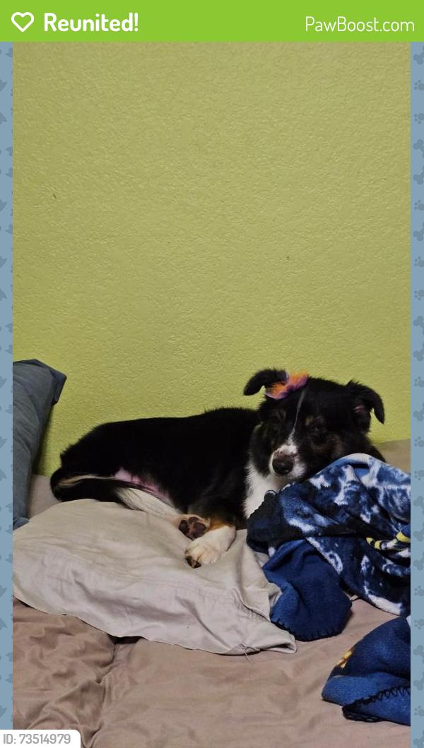 Reunited Female Dog last seen NW 36th St and County Line, Oklahoma City, OK 73179