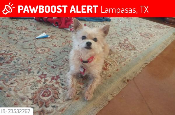 Lost Male Dog last seen Fawn Acres Nix Rd/Fm580, Lampasas, TX 76550