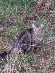 Found/Stray Unknown Cat last seen Fox Lake Park, Titusville - seen across the road from the first large pavilion on the left as you enter the park, near the wooden posts in front of the wooded area. Was there with a black and white cat., Titusville, FL 32780