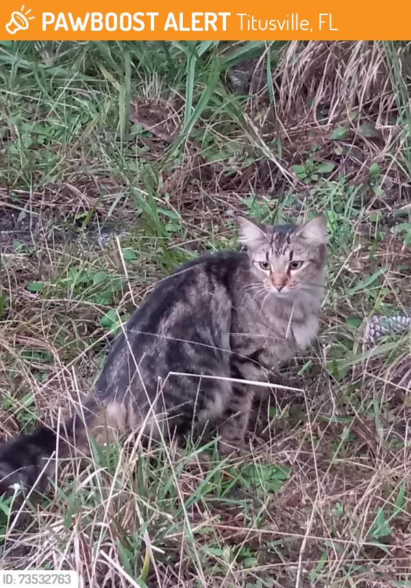 Found/Stray Unknown Cat last seen Fox Lake Park, Titusville - seen across the road from the first large pavilion on the left as you enter the park, near the wooden posts in front of the wooded area. Was there with a black and white cat., Titusville, FL 32780