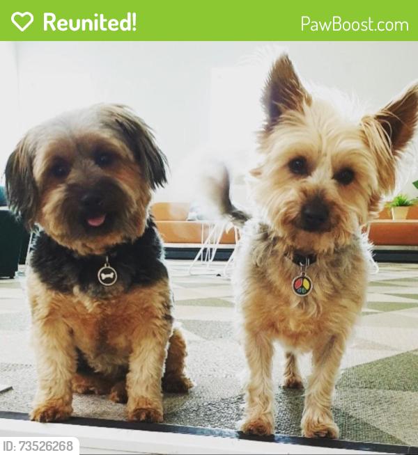 Reunited Male Dog last seen Waramanga Shops, Waramanga, ACT 2611