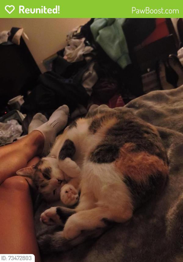 Reunited Female Cat last seen Blake School, Hopkins, MN 55343