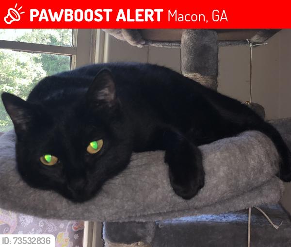 Lost Female Cat last seen Commanche Drive at Commanche Place (in Lokchapee subdivision), Macon, GA 31210