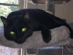 Lost Female Cat last seen Commanche Drive at Commanche Place (in Lokchapee subdivision), Macon, GA 31210