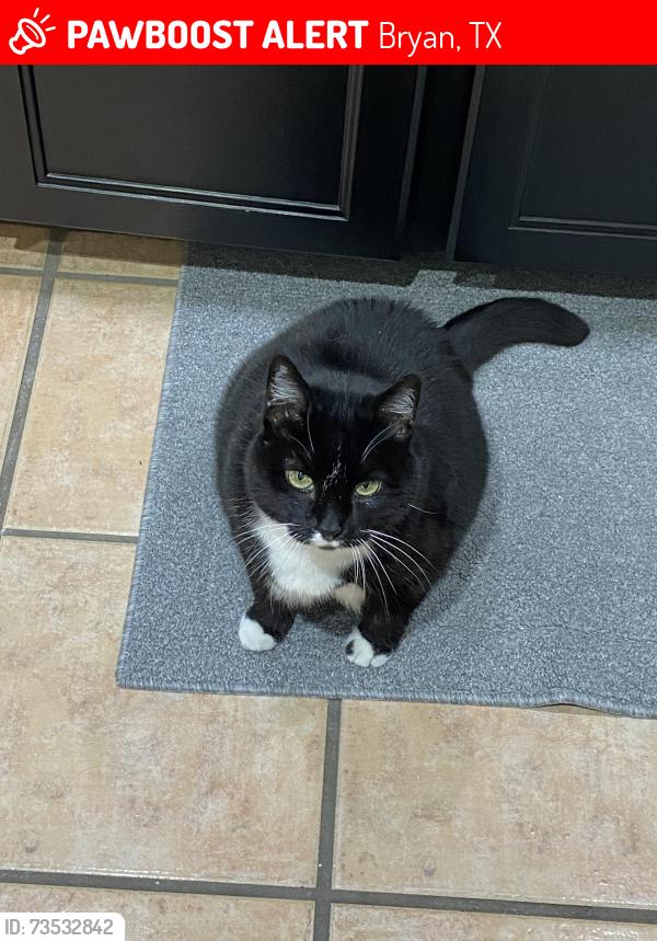 Lost Female Cat last seen Near Oak Forest Dr, Bryan, TX 77808