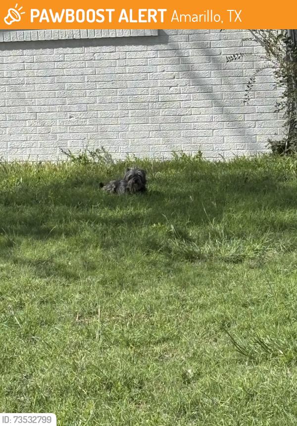 Found/Stray Male Dog last seen Mesa, Amarillo, TX 79109