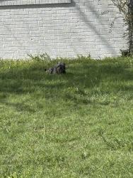 Found/Stray Male Dog last seen Mesa, Amarillo, TX 79109