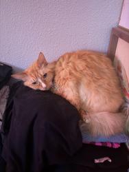 Lost Male Cat last seen Debell st and Telfair ave, Los Angeles, CA 91331