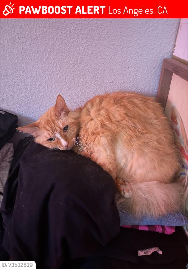 Lost Male Cat last seen Debell st and Telfair ave, Los Angeles, CA 91331