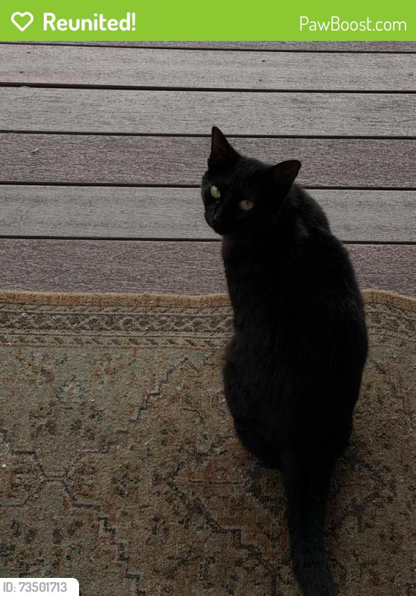Reunited Female Cat last seen Near x st, Sacramento, CA 95818