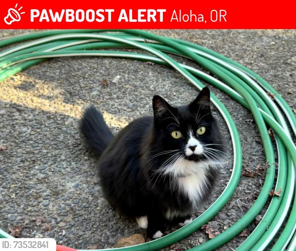 Lost Female Cat last seen Fallatin Ct & 184th, Aloha, OR 97007
