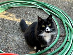 Lost Female Cat last seen Fallatin Ct & 184th, Aloha, OR 97007