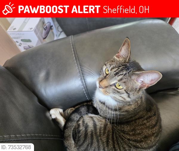 Lost Female Cat last seen Middlebury ct, Abbe rd, Sheffield, OH 44054