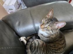Lost Female Cat last seen Middlebury ct, Abbe rd, Sheffield, OH 44054
