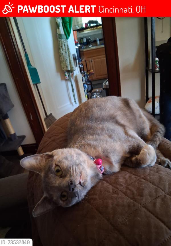 Lost Female Cat last seen Glenway ave and Fairbanks ave, Cincinnati, OH 45205