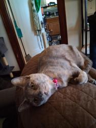Lost Female Cat last seen Glenway ave and Fairbanks ave, Cincinnati, OH 45205