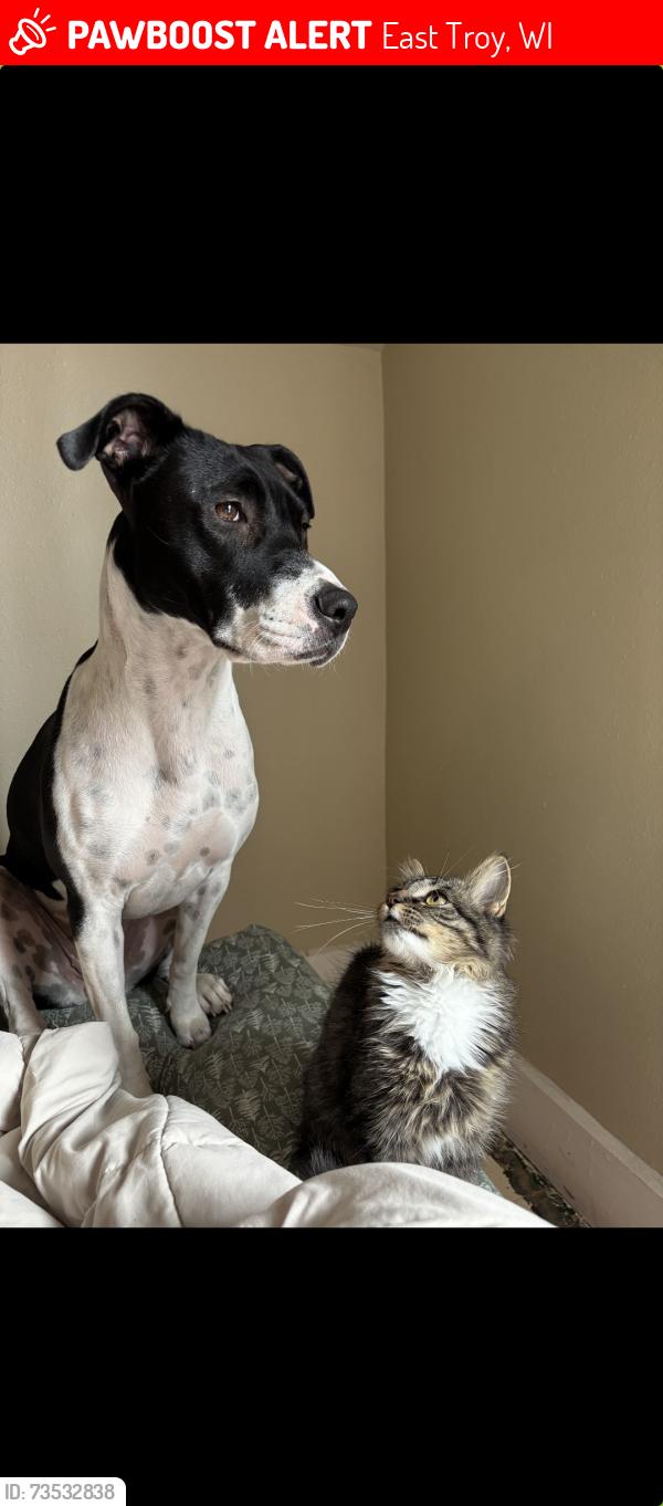 Lost Female Dog last seen Ran out of yard on the edge of town line and Swoboda road, East Troy, WI 53120