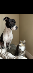 Lost Female Dog last seen Ran out of yard on the edge of town line and Swoboda road, East Troy, WI 53120