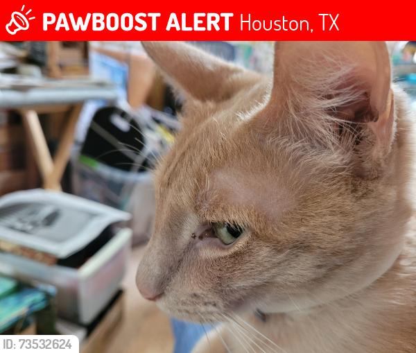 Lost Male Cat last seen Near Weymouth, Houston, TX 77031