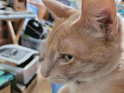 Lost Male Cat last seen Near Weymouth, Houston, TX 77031