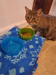Lost Female Cat last seen Humes LN and Grant Parkway, Florissant, MO 63031