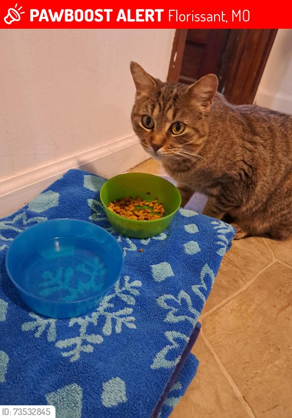 Lost Female Cat last seen Humes LN and Grant Parkway, Florissant, MO 63031