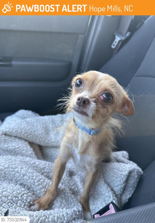 Found/Stray Male Dog last seen Near meadowland ct Hope Mills nc, Hope Mills, NC 28348