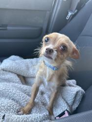 Found/Stray Male Dog last seen Near meadowland ct Hope Mills nc, Hope Mills, NC 28348