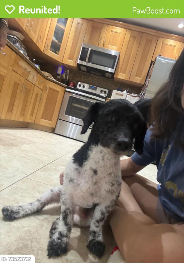 Reunited Male Dog last seen Highland Lakes Blvd and NE 209th St, Ojus, FL 33179