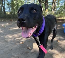 Shelter Stray Female Dog last seen SE 202nd Ave & NW Division St, GRESHAM, OR, 97030, 1700 W Historic Columbia River Hwy, Troutdale, OR 97060, USA