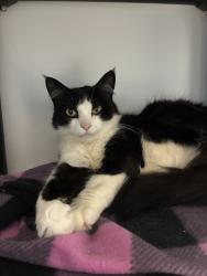 Shelter Stray Female Cat last seen Near W California Avenue, SALT LAKE CITY, UT, 84104, 511 W 3900 S, Salt Lake City, UT 84123, USA