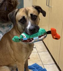 Shelter Stray Male Dog last seen N Emerson / N Vancouver Ave, OR, 1700 W Historic Columbia River Hwy, Troutdale, OR 97060, USA