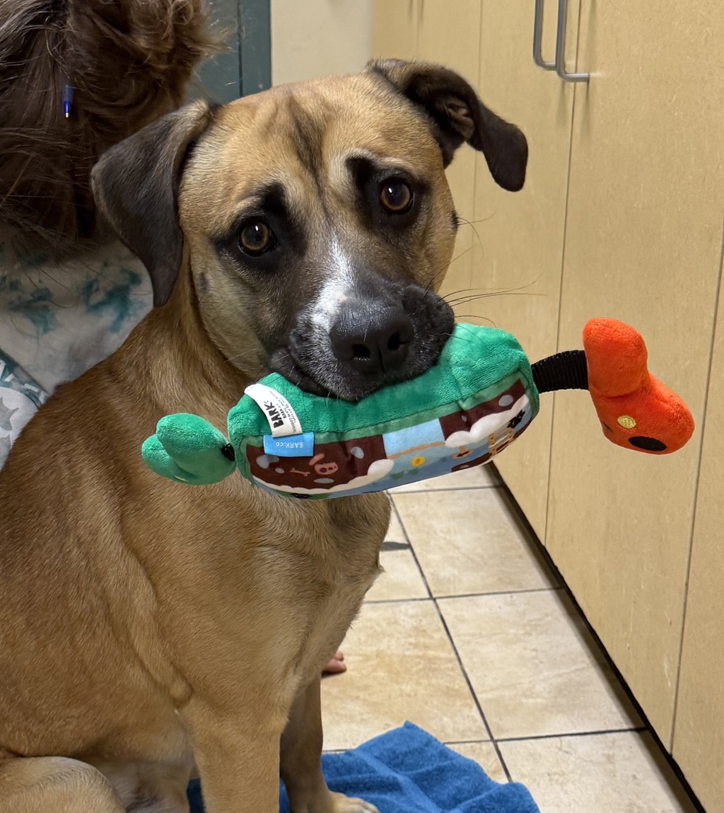 Shelter Stray Male Dog last seen N Emerson / N Vancouver Ave, OR, 1700 W Historic Columbia River Hwy, Troutdale, OR 97060, USA