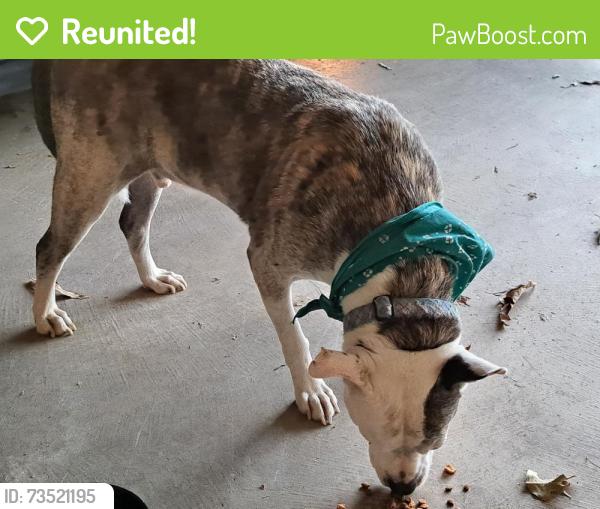 Reunited Male Dog last seen Rockcreek Parkway and Colonial Towers, Memphis, TN 38016