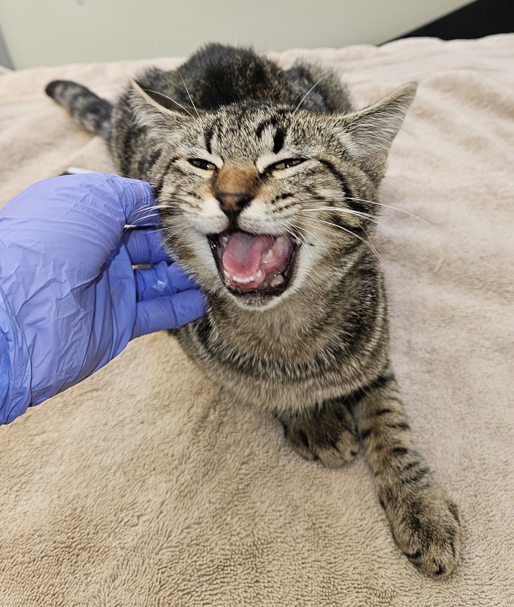 Shelter Stray Female Cat last seen SW 39th/Beaverton Hillsdale Hwy, OR, 1700 W Historic Columbia River Hwy, Troutdale, OR 97060, USA