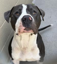 Shelter Stray Male Dog last seen W Burnside St / NW 4th Ave, PORTLAND, OR, 97209, 1700 W Historic Columbia River Hwy, Troutdale, OR 97060, USA