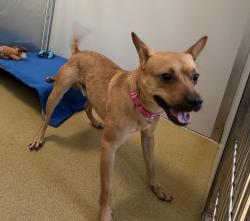 Shelter Stray Male Dog last seen Near W Mission Avenue, Escondido, CA, 92025, Escondido, CA 92027, USA