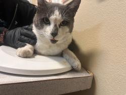 Shelter Stray Male Cat last seen Near Camino Corto, Vista, CA, 92083, Oceanside, CA 92058, USA