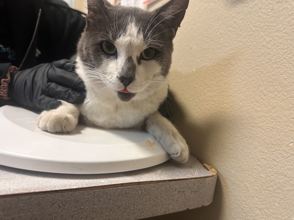 Shelter Stray Male Cat last seen Near Camino Corto, Vista, CA, 92083, Oceanside, CA 92058, USA