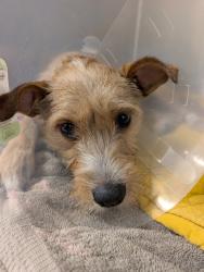 Shelter Stray Female Dog last seen Near 65th Street, San Diego, CA, 92114, 5500 Gaines St, San Diego, CA 92110, USA