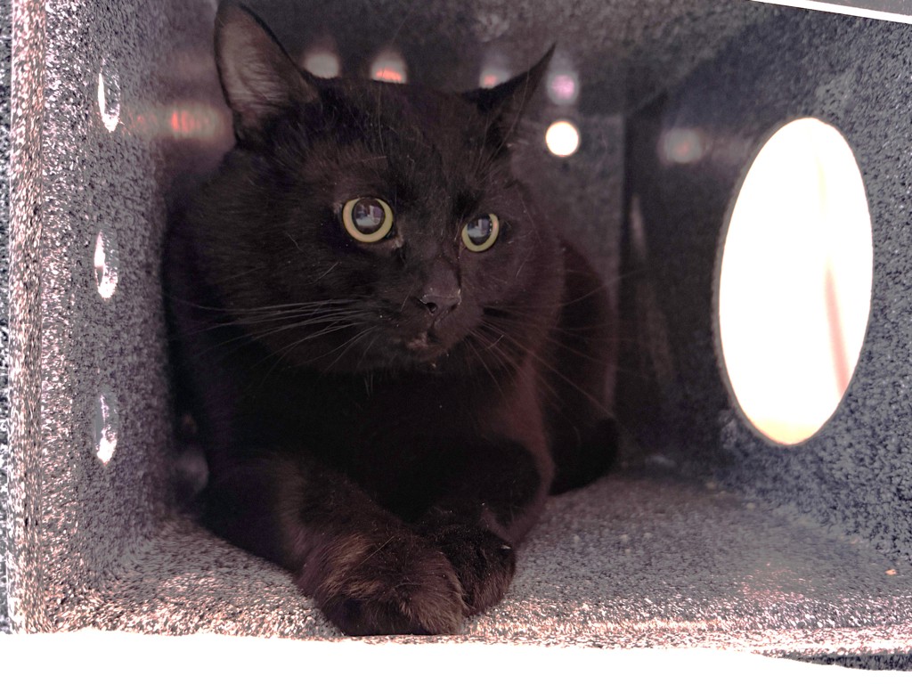 Shelter Stray Male Cat last seen Near Old Broadway, NEW YORK, NY, 10027, 326 E 110th St, New York, NY 10029, USA