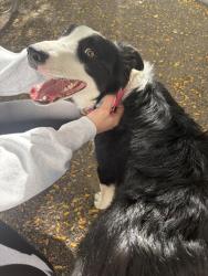 Found/Stray Female Dog last seen F15 pool/park, Denver, CO 80238