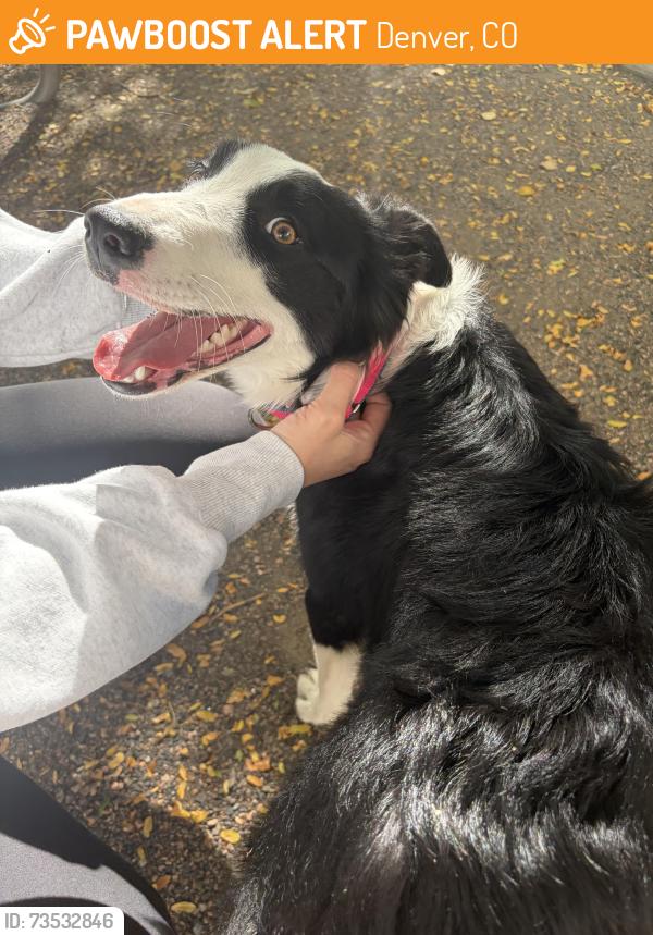 Found/Stray Female Dog last seen F15 pool/park, Denver, CO 80238