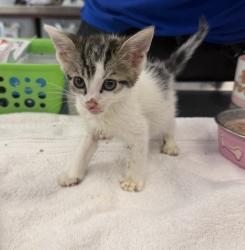 Shelter Stray Female Cat last seen Near E Stanley Boulevard, LIVERMORE, CA, 94550, 4651 Gleason Dr, Dublin, CA 94568, USA