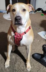 Shelter Stray Male Dog last seen WA, 6815 E Trent Ave, Spokane, WA 99212, USA